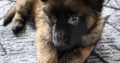 Purebred Belgian Malinois Puppies for Sale